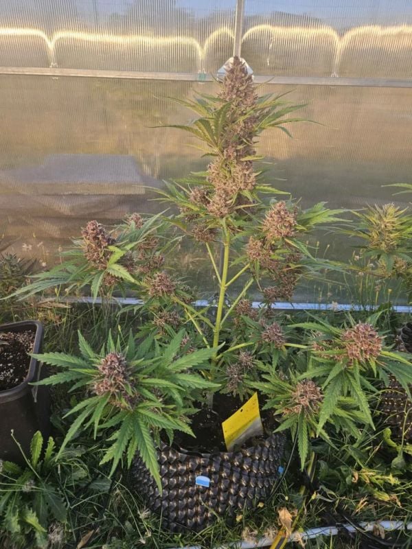 AUTO | Apricot Auto