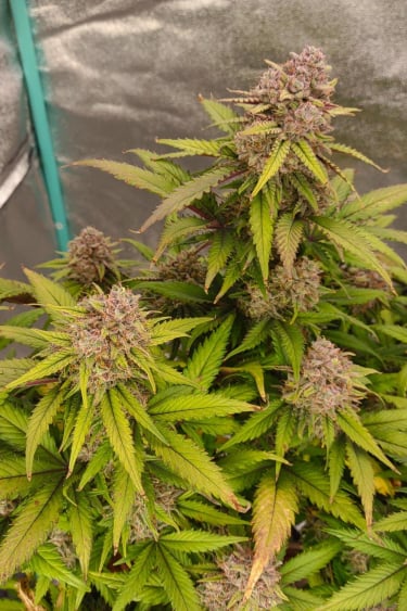 Instagram Orange Sherbet Auto