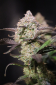 Instagram Strawberry Gorilla Auto