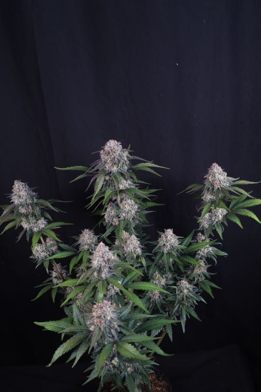 Instagram Lemon Cherry Sundae Auto