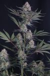 Instagram Lemon Tree Auto™