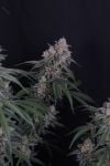Instagram GMO Auto™