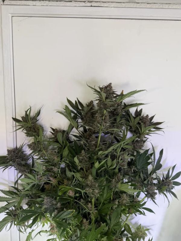 AUTO | Banana Purple Punch Auto