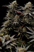 Instagram Gorilla Cookies FF