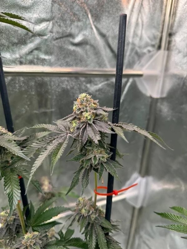 Instagram Fem Terpbombs Trial Pack
