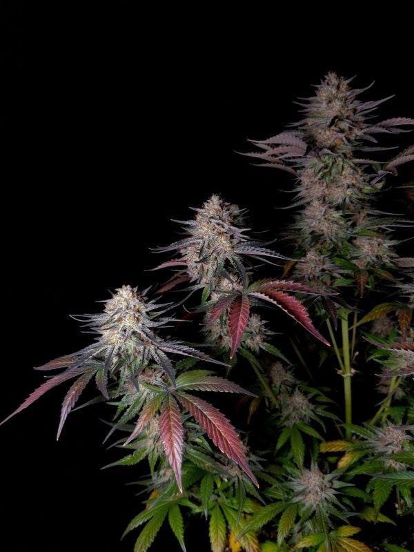 Instagram Guava Sundae Auto