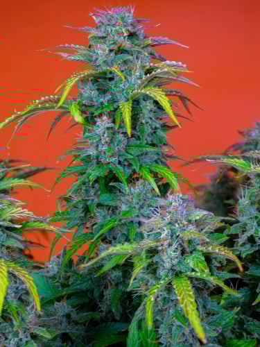 Instagram Orange Sherbet Auto