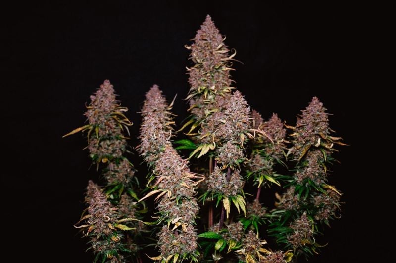 Instagram Banana Purple Punch Auto RF3