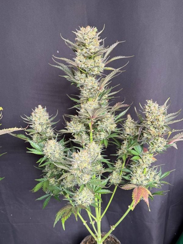 Instagram Chemdawg Auto