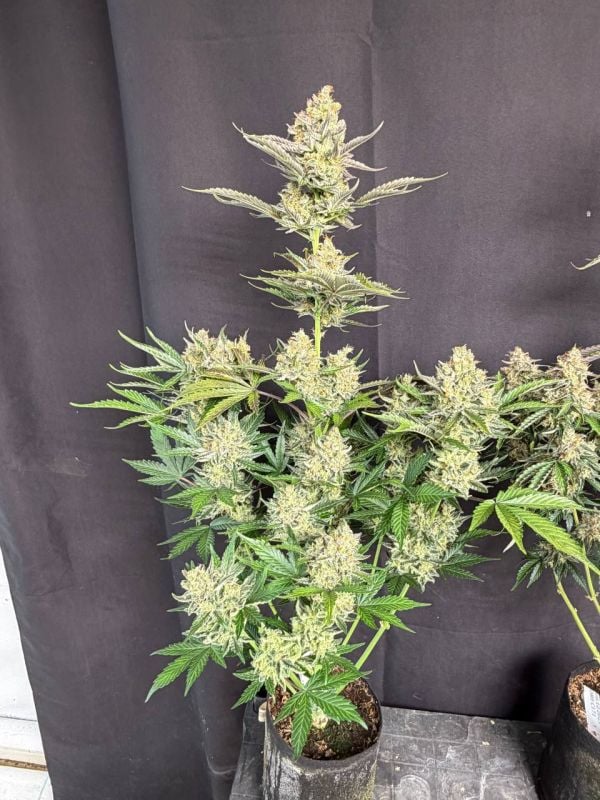Instagram Skunk Auto