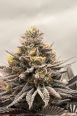 Instagram Purple Lemonade FF