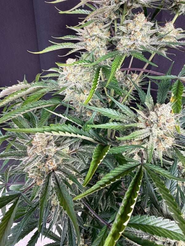 Instagram Sour Diesel Auto