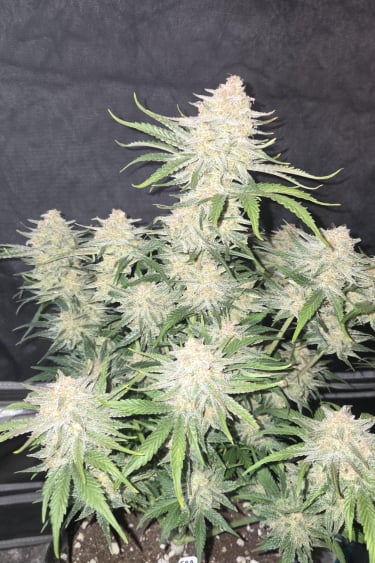 Instagram Frostbanger Auto