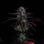 Instagram Banana Guava Auto™