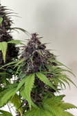 Instagram Purple Haze Auto™