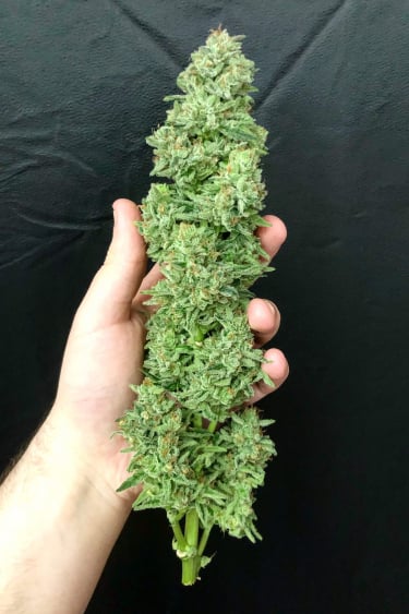 Instagram Lemon Pie Auto