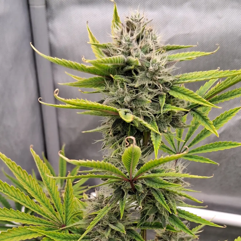 Instagram Mendo Frost Auto