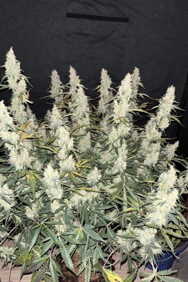 Instagram Jack Herer Auto