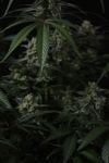 Instagram Banana Cherry Cookies Auto™