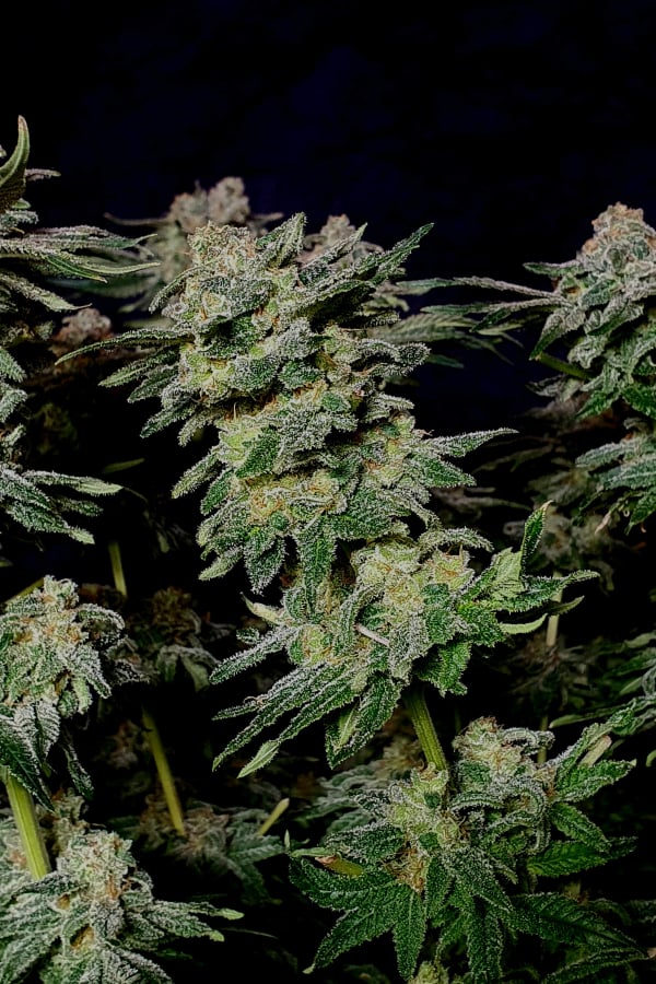 Buy Wedding Cheesecake FF Cannabis Seeds | Fast Buds