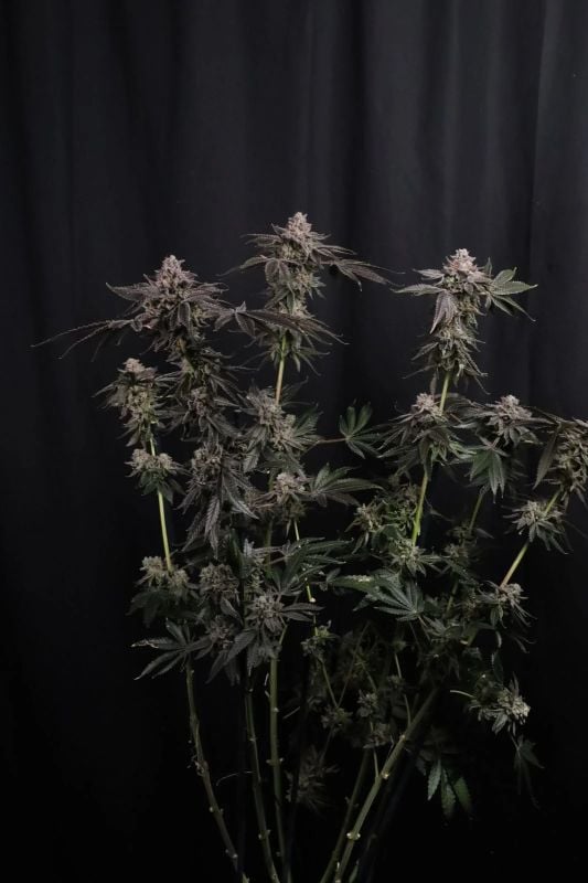Instagram Fem Terpbombs Trial Pack