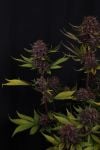 Instagram Purple Lemonade Auto RF3™