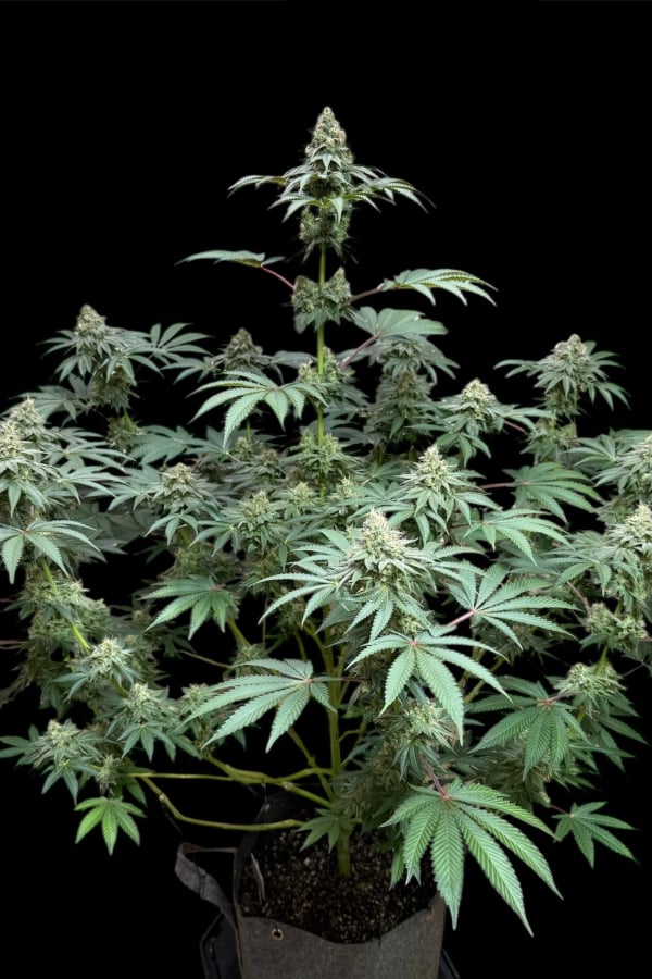 Instagram Lemon Cherry Runtz