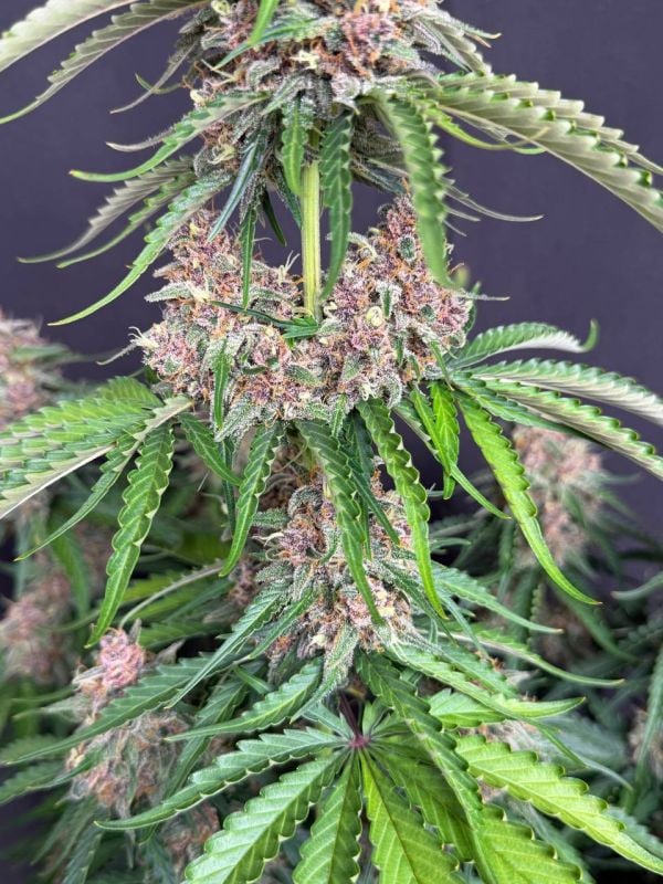 Instagram Afghan Kush Auto