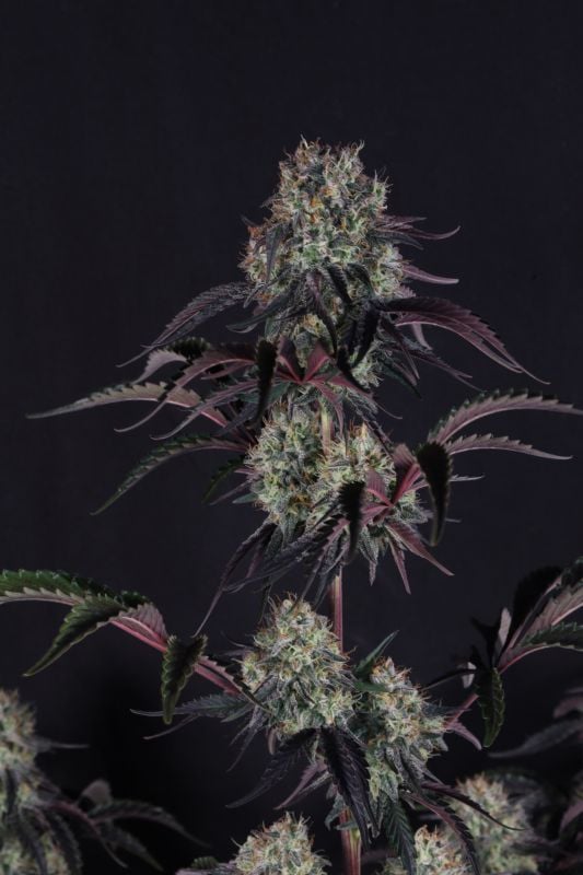 Instagram Sundae Frost Auto