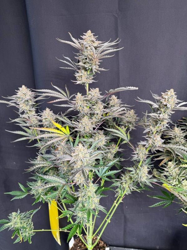 Instagram Cheese Auto