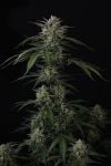 Instagram Banana Guava Auto™