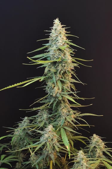 Sour Diesel Auto