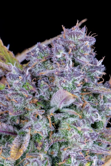 Instagram Tropicana Cookies Auto