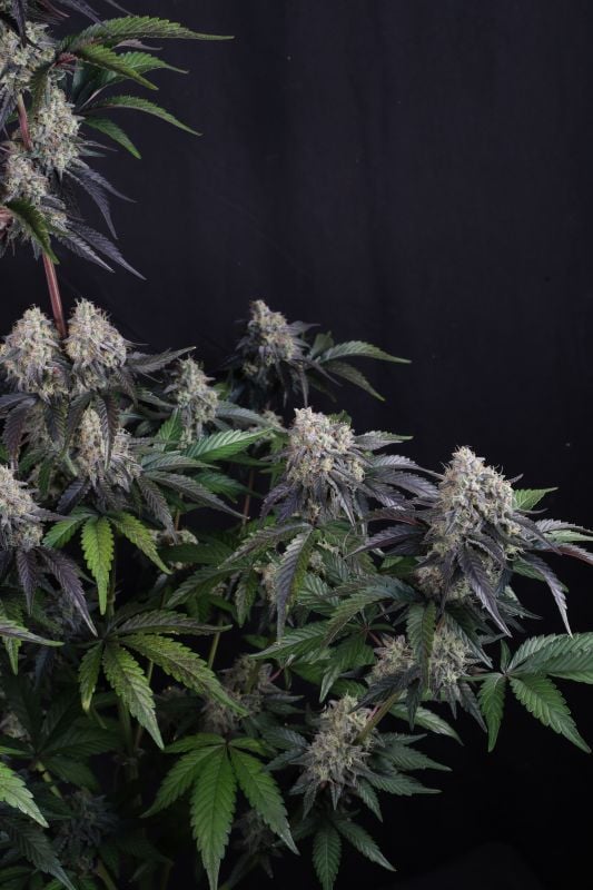 Instagram Sundae Frost Auto