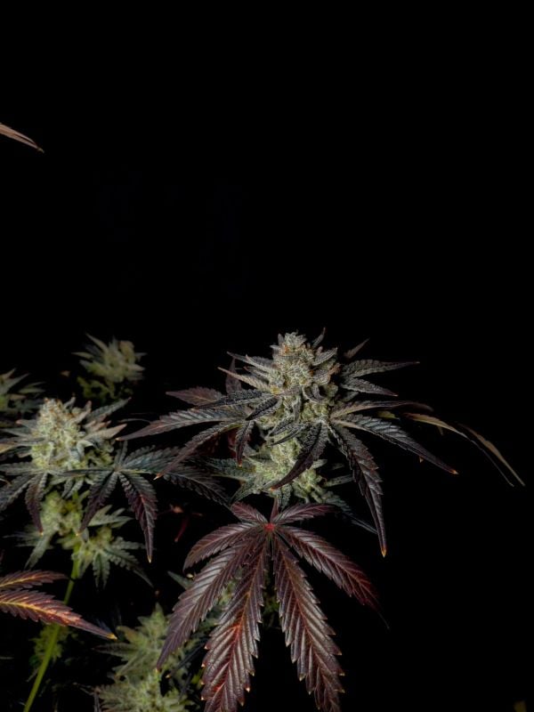 AUTO | Mendo Frost Auto™
