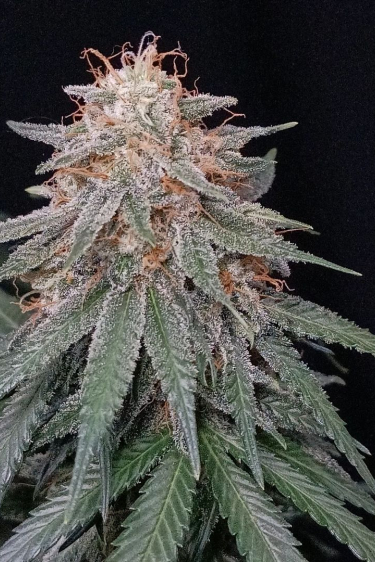 Instagram Orange Sherbet FF