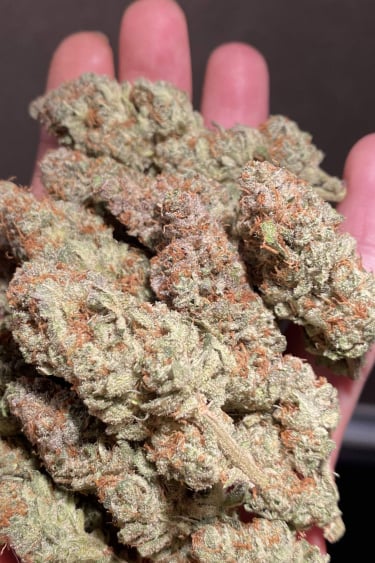 Instagram GG4 Sherbet FF