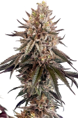 Instagram Papaya Sherbet™