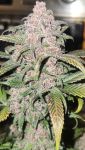 Instagram Strawberry Gorilla Auto