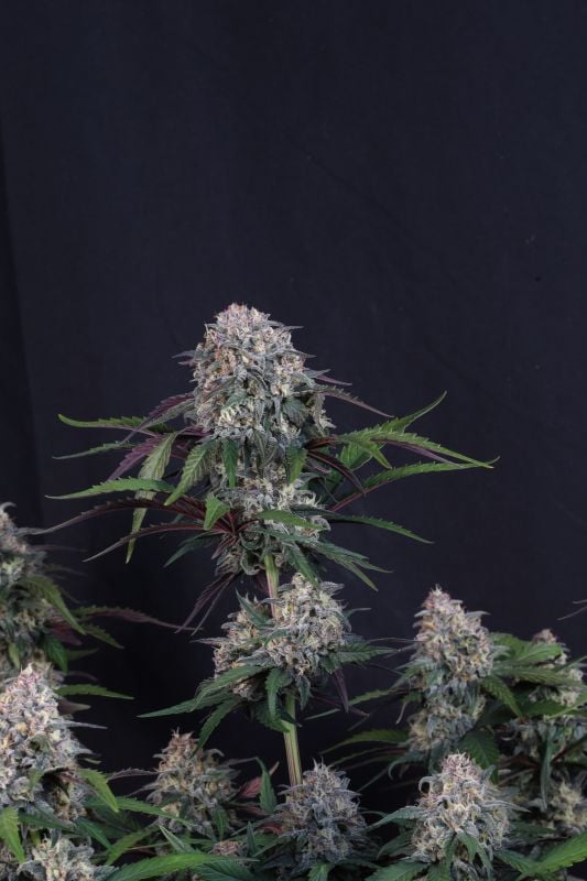 Instagram Lemon Cherry Sundae Auto