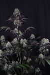 Instagram Sundae Frost Auto™