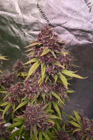 Instagram Banana Purple Punch Auto