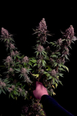 Instagram Purple Lemonade FF