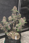 Instagram Purple Haze Auto™