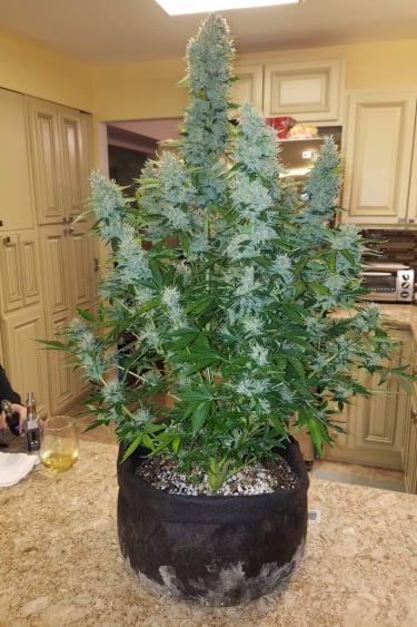 Instagram Gorilla Auto