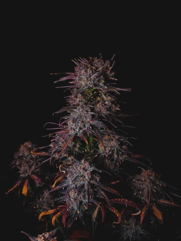 Instagram Strawberry Gorilla Auto RF3