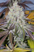 Instagram Tropicana Cookies FF