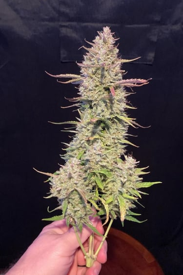 Instagram Papaya Cookies Auto