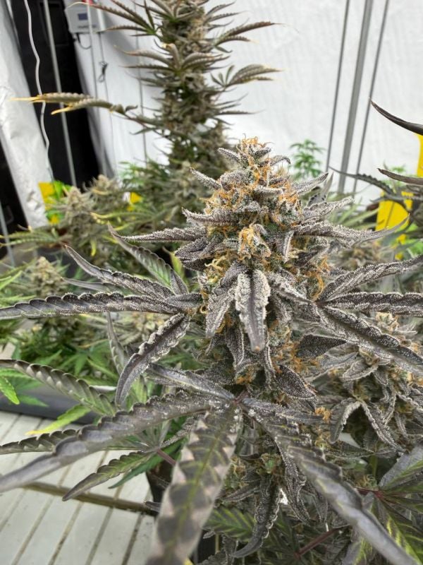 Instagram Cheese Auto