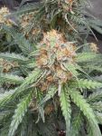 Instagram Gorilla Z Auto